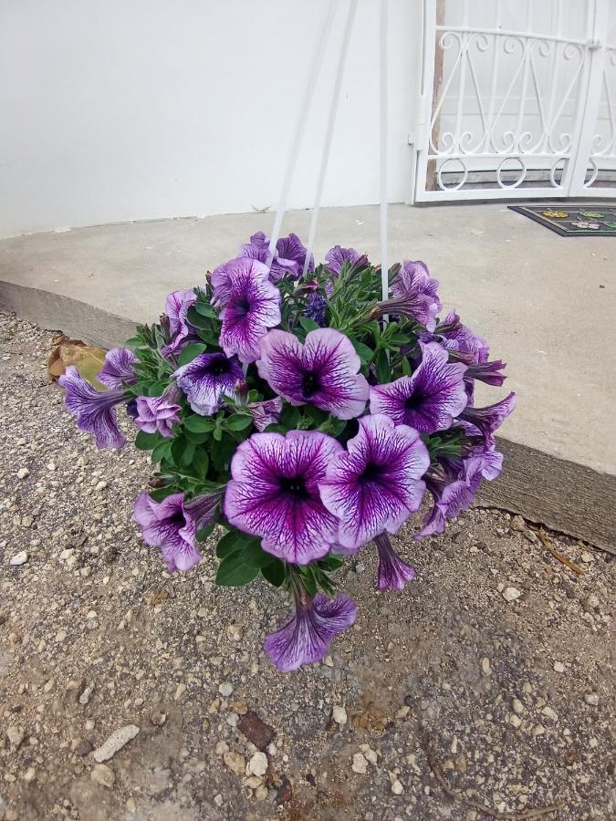 Hibiscus Siracusa Syracuse ภายนอก รูปภาพ